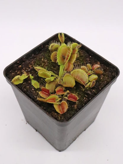 Dionaea muscipula  Waves