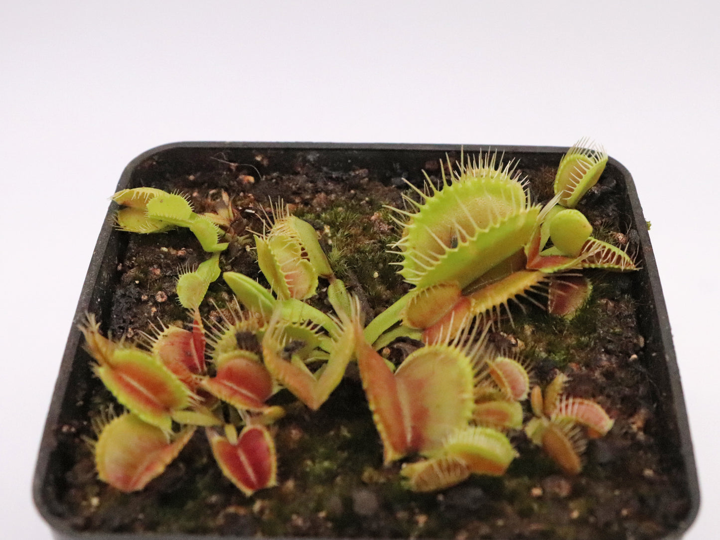 Dionaea muscipula  Waves