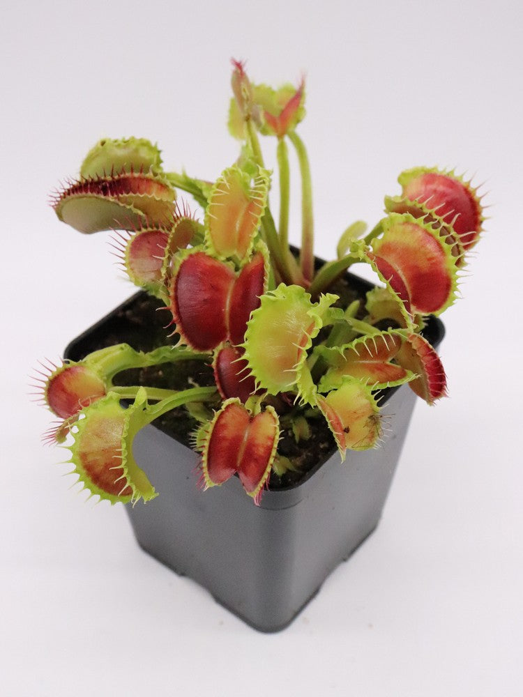 Dionaea muscipula  Wave Clip