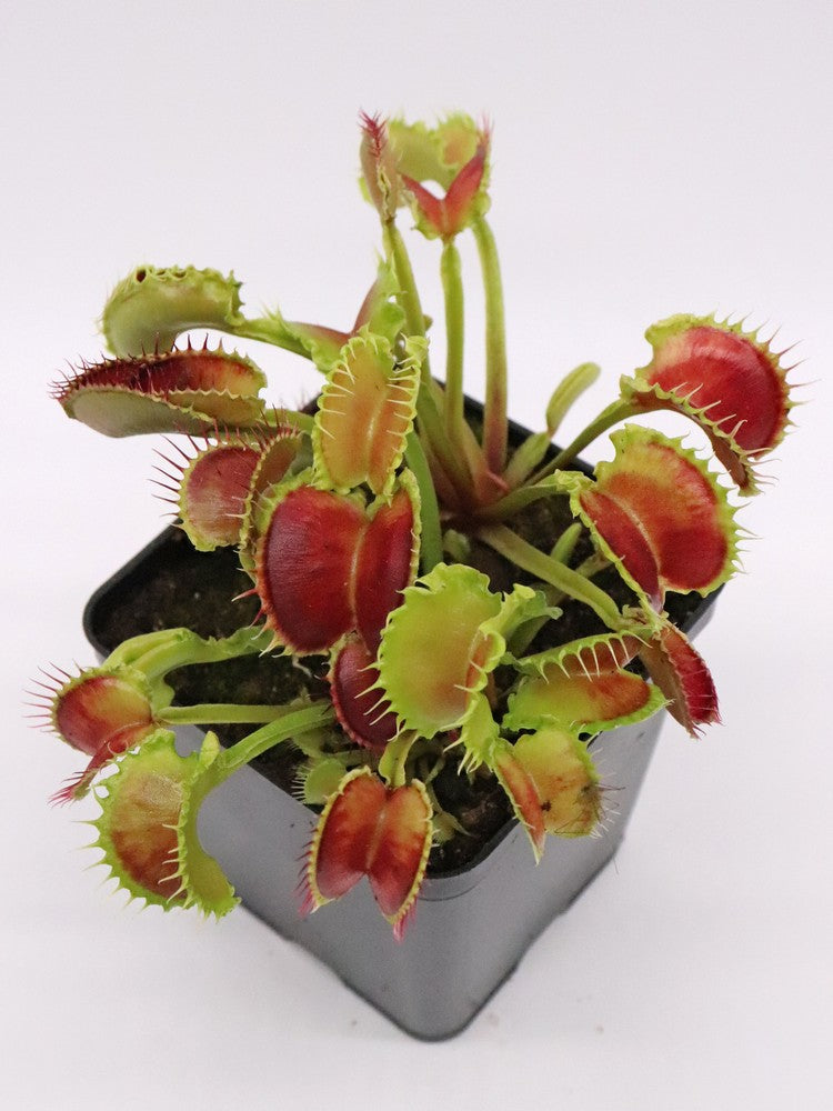 Dionaea muscipula  Wave Clip