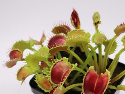 Dionaea muscipula  Wave Clip
