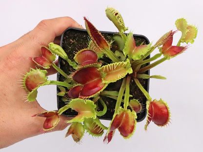 Dionaea muscipula  Wave Clip