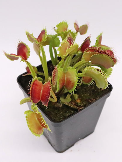 Dionaea muscipula  Wave Clip