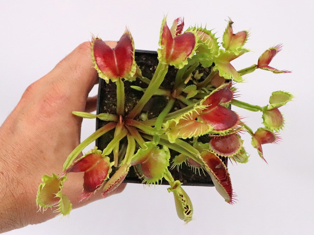 Dionaea muscipula  Wave Clip
