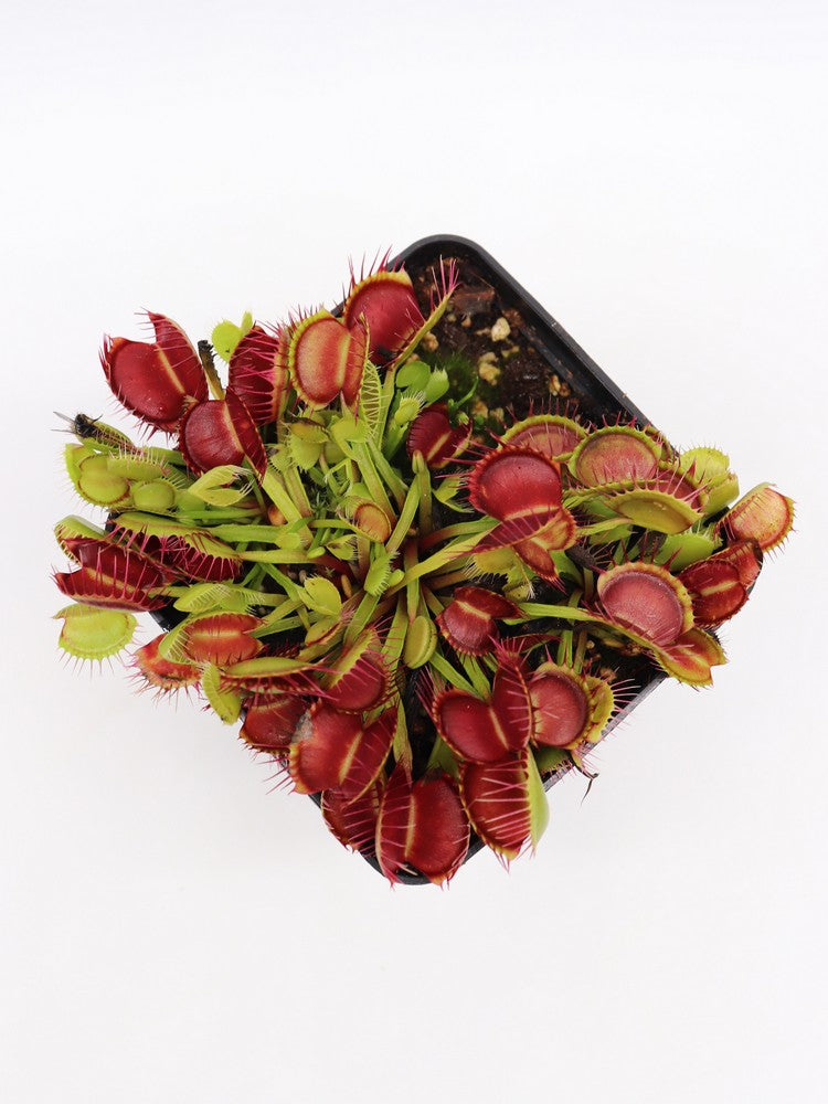 Dionaea muscipula „Schwimmhäute“