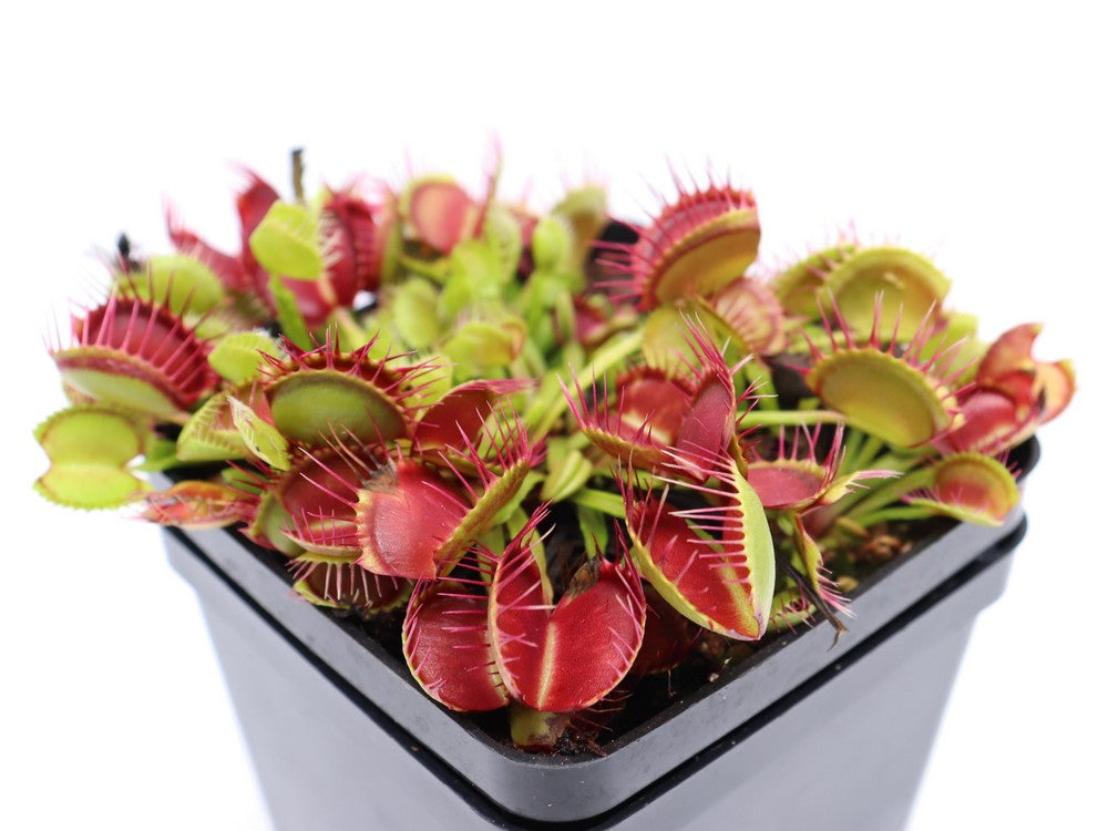 Dionaea muscipula „Schwimmhäute“