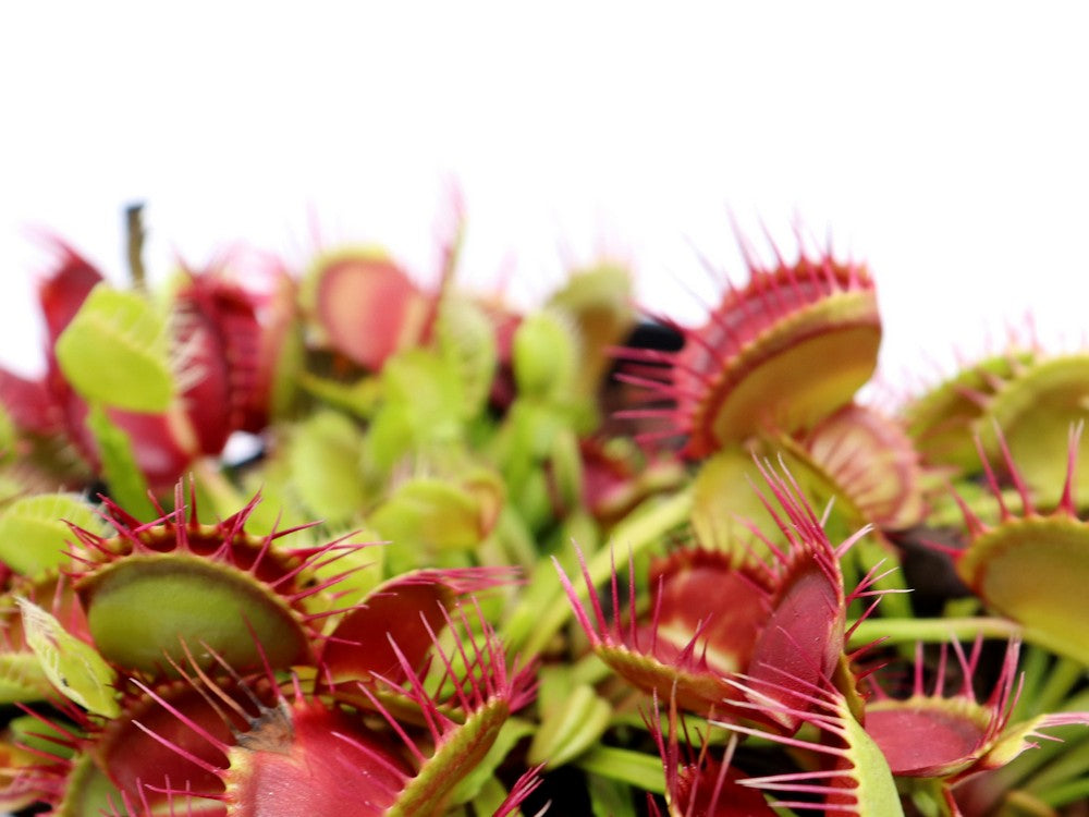 Dionaea muscipula „Schwimmhäute“