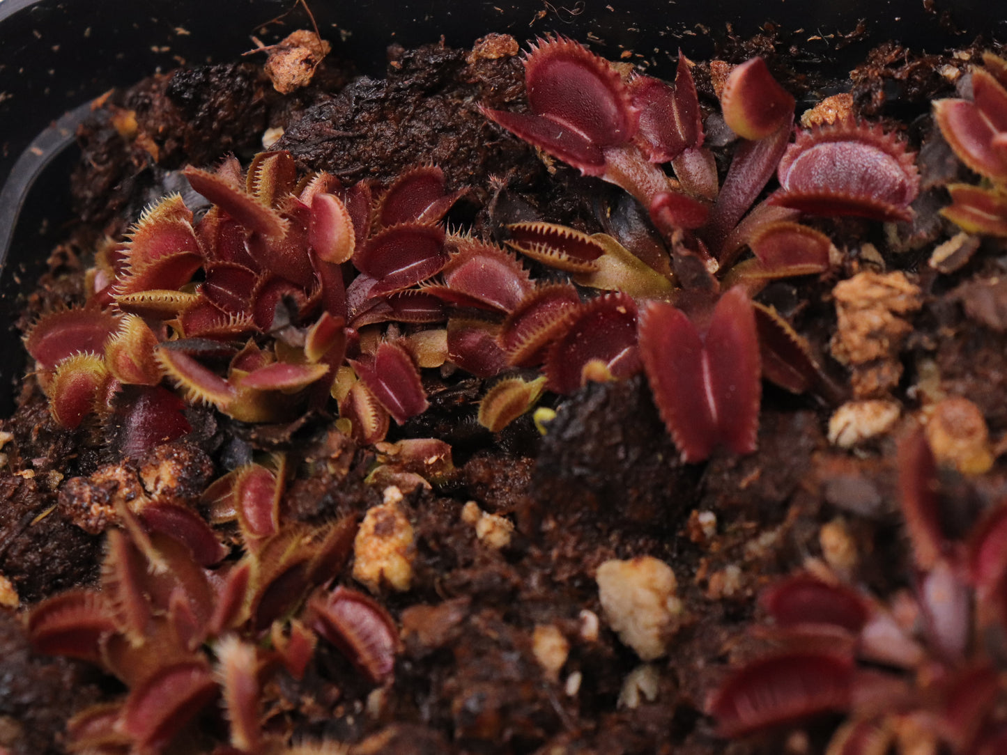 Dionaea muscipula "Gold strike"