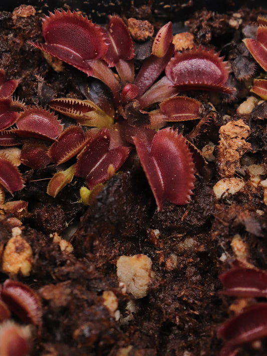 Dionaea muscipula  Goldstrike