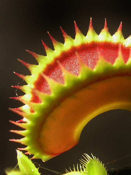 Dionaea muscipula Dracula