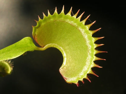 Dionaea muscipula Dracula