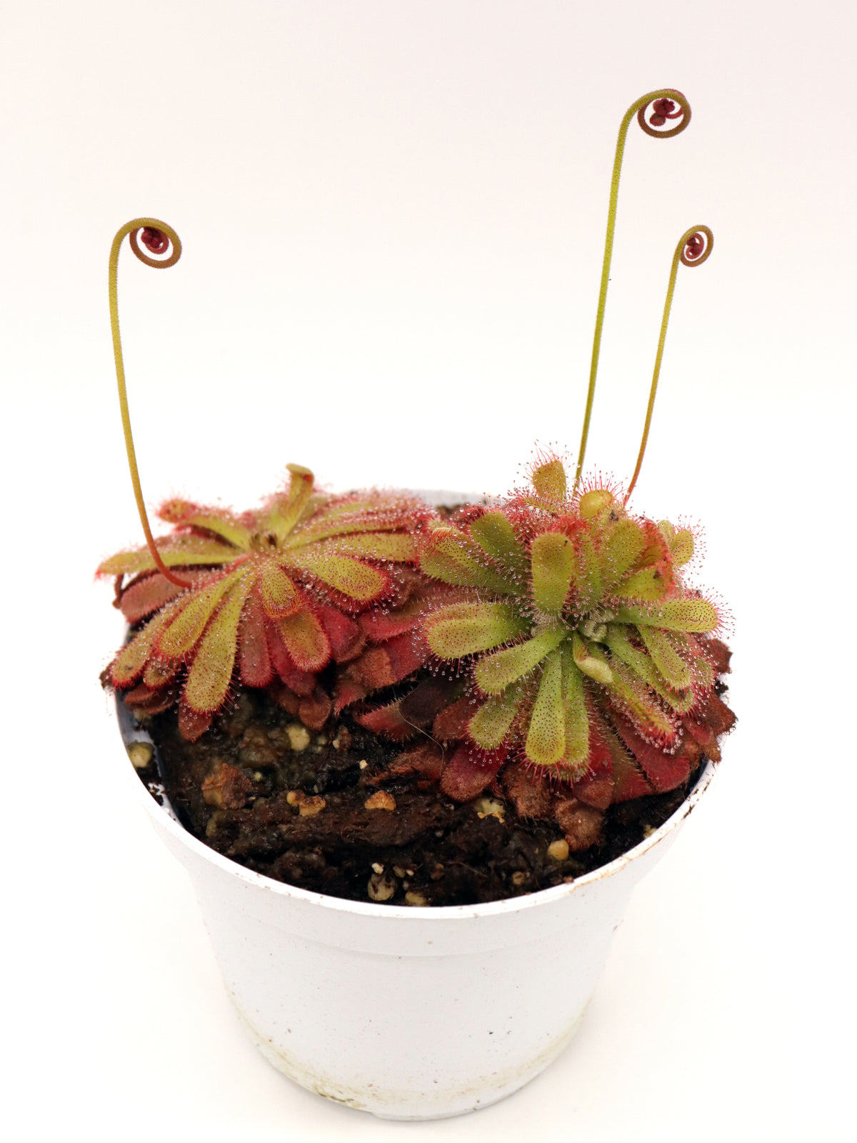 Drosera Minor Drosera aliciae M – Giardino Carnivoro