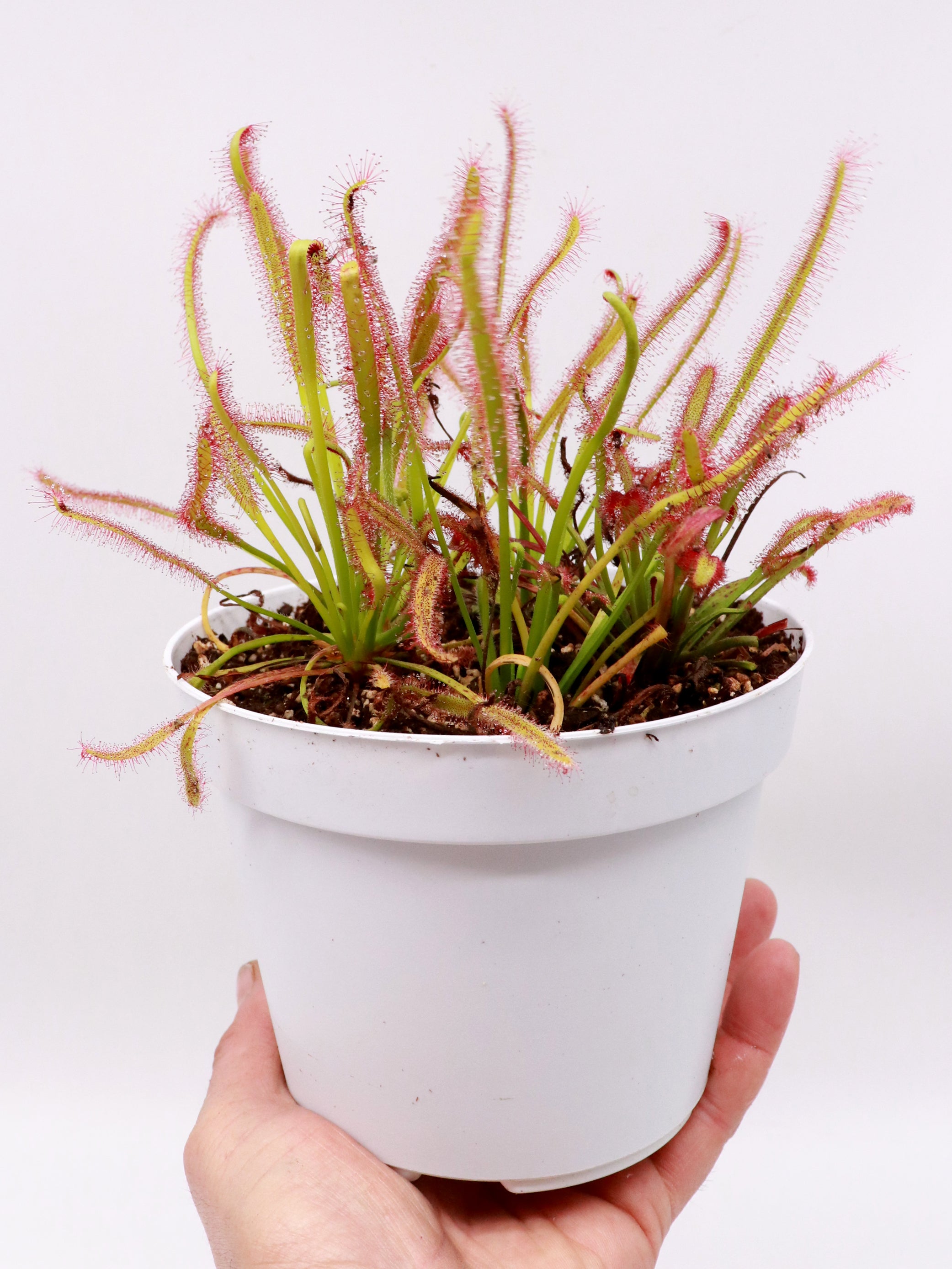 Drosera Minor SEMI FRESCHI di DROSERA CAPENSIS – Giardino Carnivoro