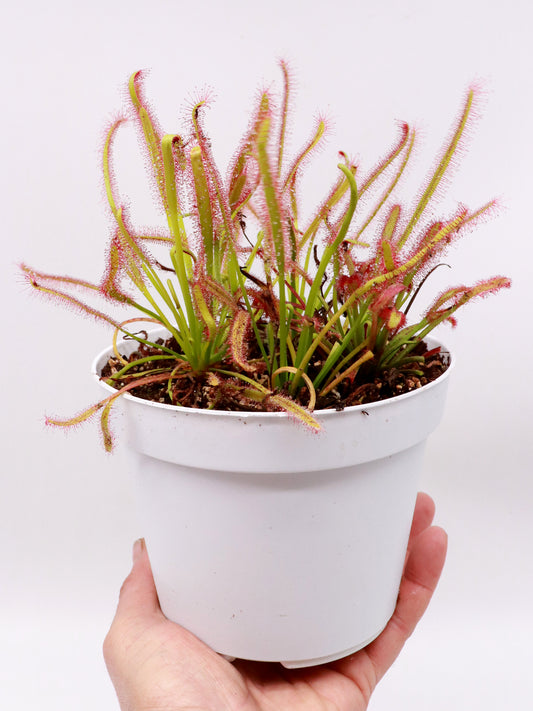 SEMI FRESCHI di DROSERA CAPENSIS