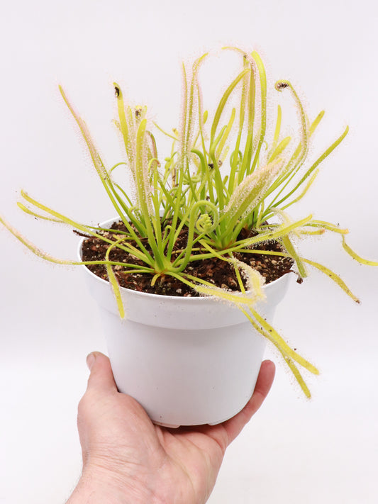 SEMI FRESCHI di DROSERA CAPENSIS 'ALBINO'