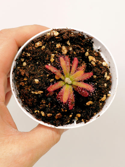 Drosera graomogolensis  Itacambira, Minas Gerais, Brazil