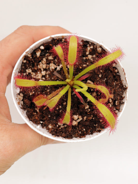 FRISCHE SAMEN von DROSERA 'HERCULES'