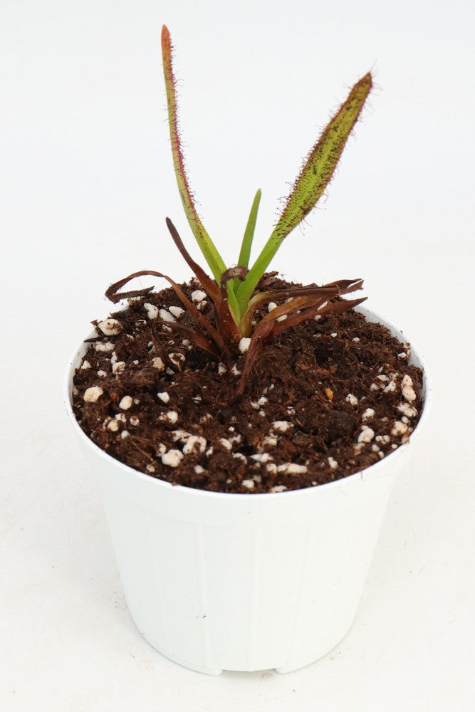 Drosera murfettii "Giant form" The Druids, Tasmania