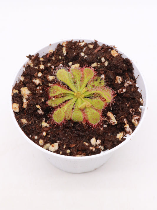 FRISCHE SAMEN von DROSERA NATALENSIS