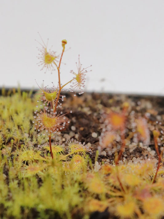 Drosera gunniana "Para Wirra Conservation Park"