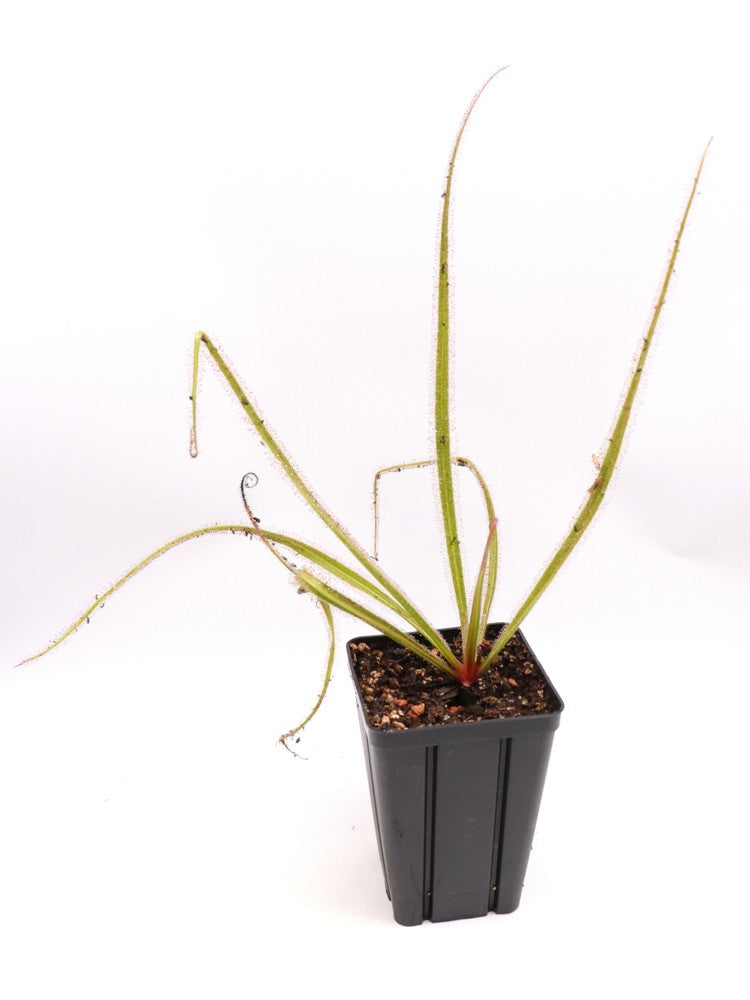 Drosera regia