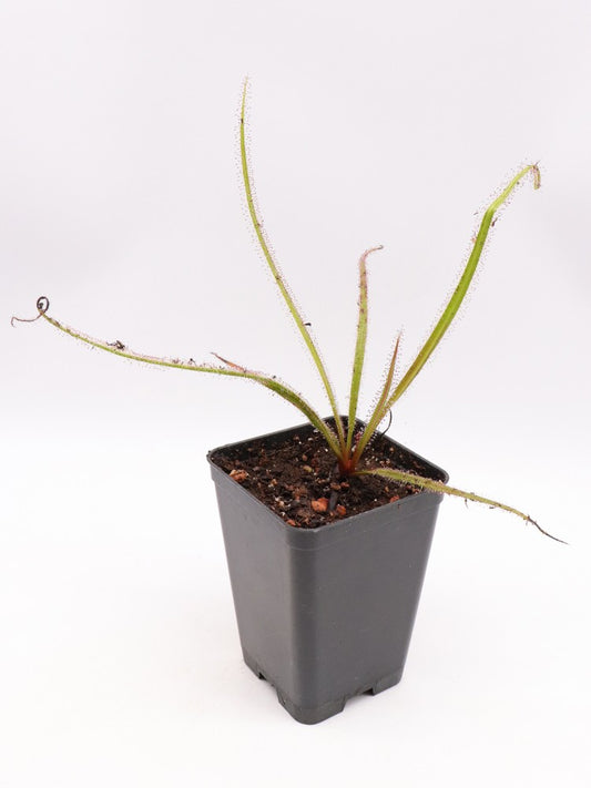 Drosera regia