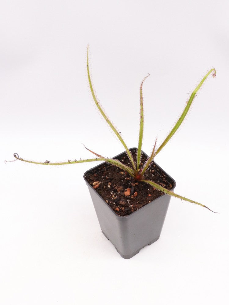 Drosera regia
