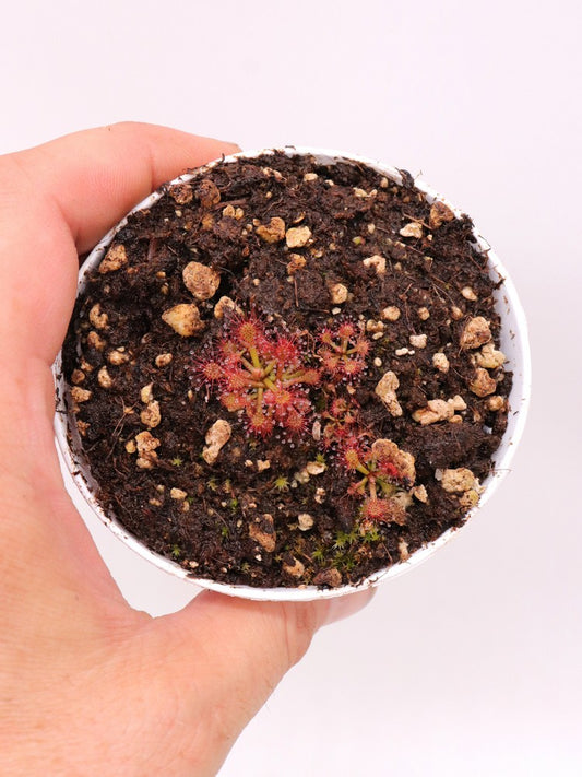Drosera roraimae Lowland Gran Sabana under Akopan Tepui