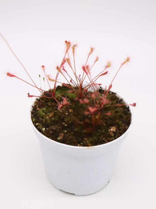 Drosera affinis
