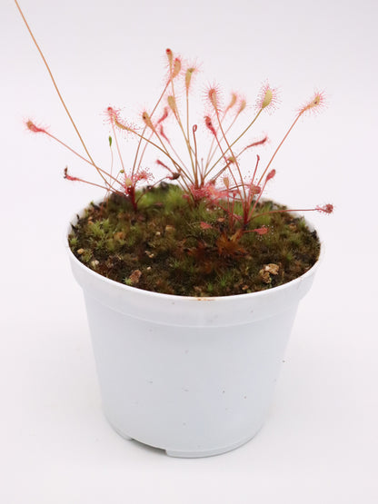 Drosera affinis