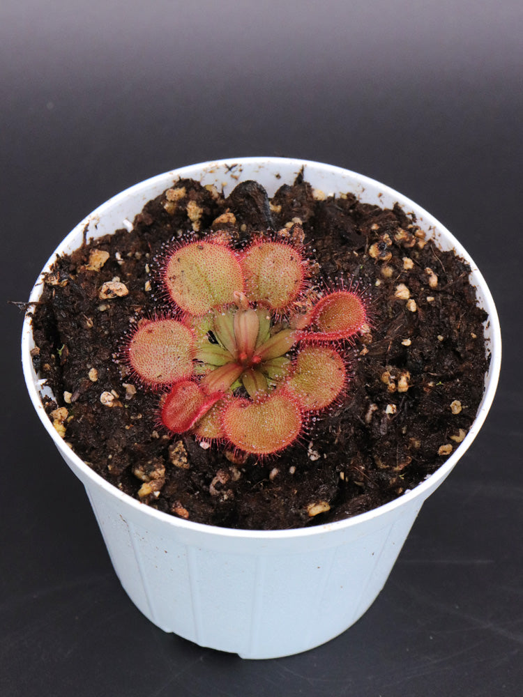 Drosera falconeri  Palmerston x Wangi  NT Australia