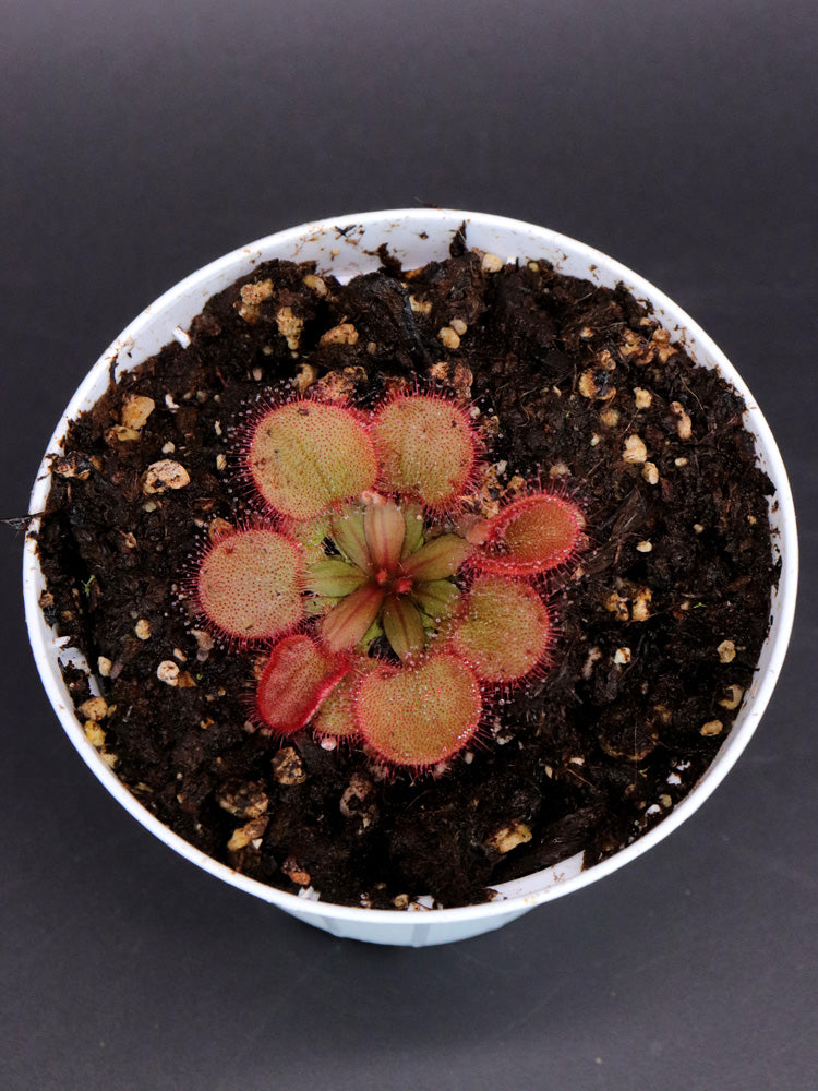Drosera falconeri  Palmerston x Wangi  NT Australia