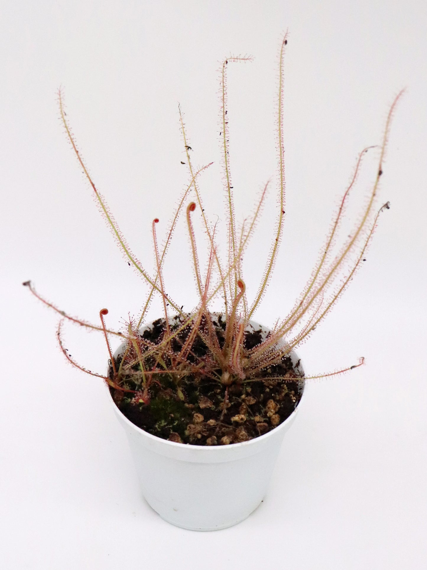 Drosera filiformis "All red"