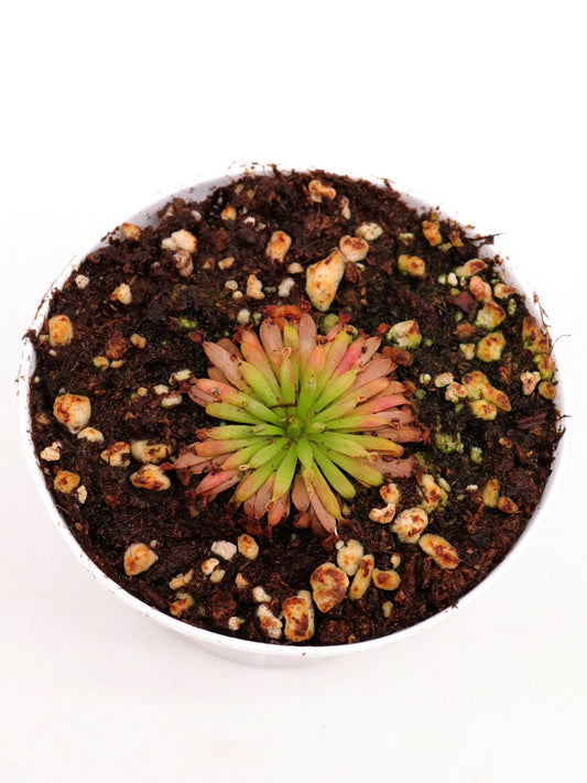 Drosera fulva East of Girraween Lagoon, NT