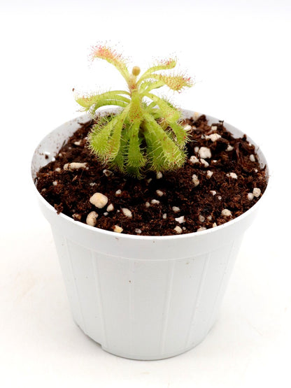 Drosera hirticalyx Cerro Marahuaca, Venezuela
