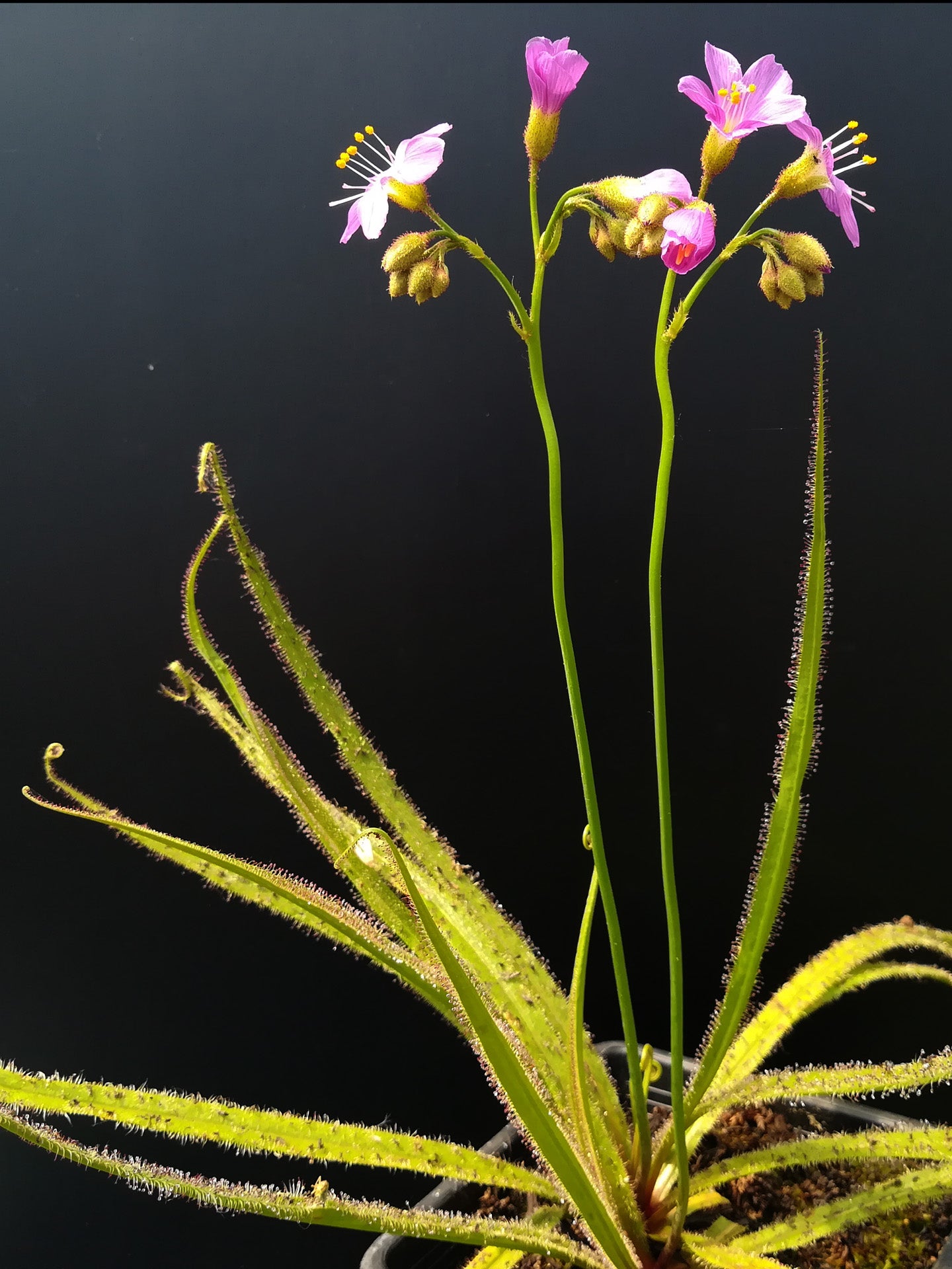 Drosera regia "Upper waterfall site" Bains Kloof, Higher Altitude form