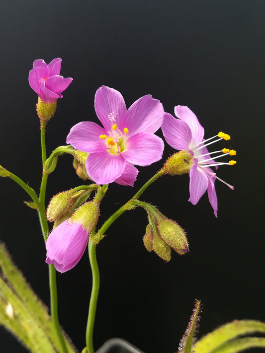Drosera regia "Big easy"