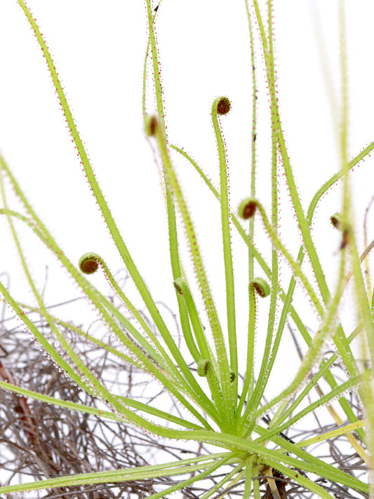 Drosophyllum lusitanicum