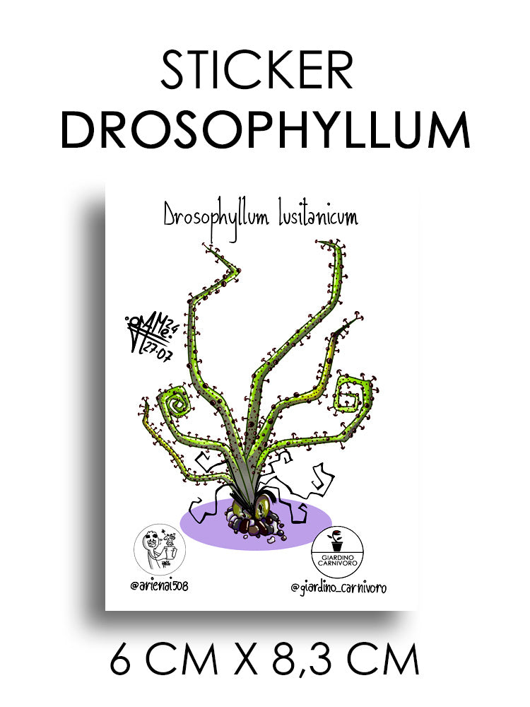 STICKER DROSOPHYLLUM 6 CM X 8,3 CM
