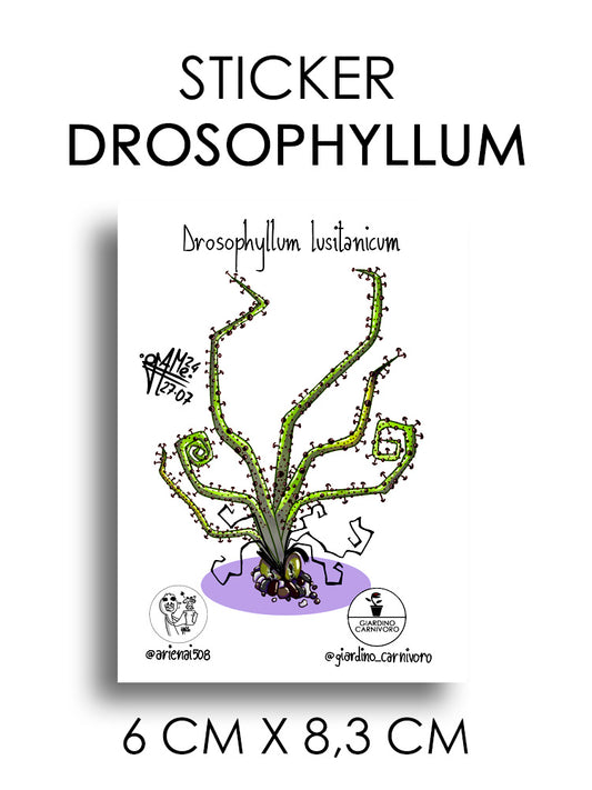 STICKER DROSOPHYLLUM 6 CM X 8,3 CM