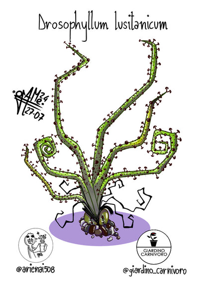 STICKER DROSOPHYLLUM 6 CM X 8,3 CM