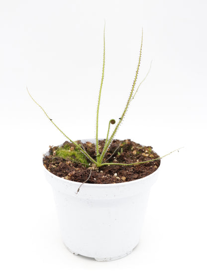 Drosophyllum lusitanicum