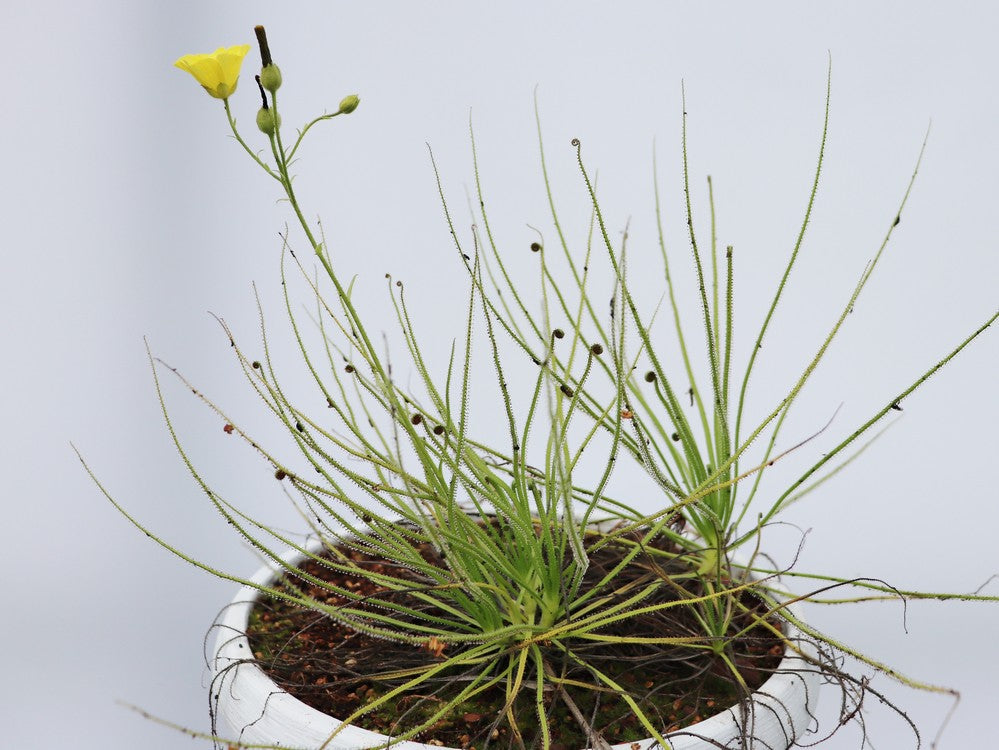 Drosophyllum lusitanicum