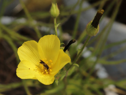 Drosophyllum lusitanicum