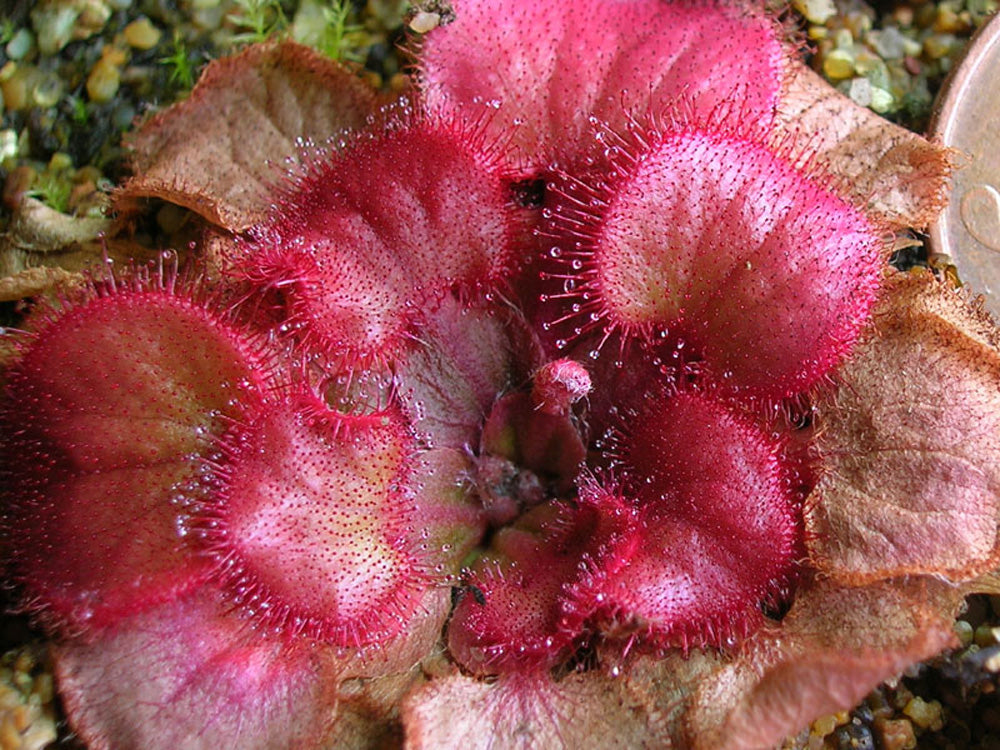 Drosera falconeri  Palmerston x Wangi  NT Australia