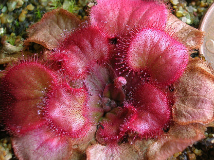 Drosera falconeri  Palmerston x Wangi  NT Australia