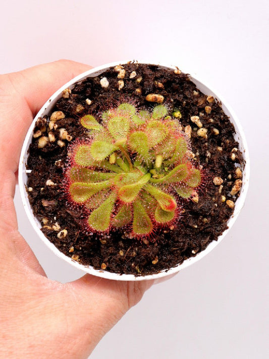 Drosera natalensis , Lajiuma