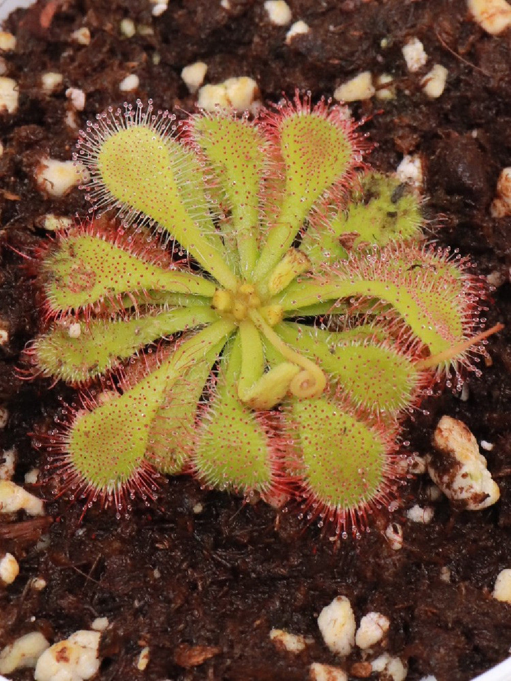Drosera Minor Drosera natalensis – Giardino Carnivoro