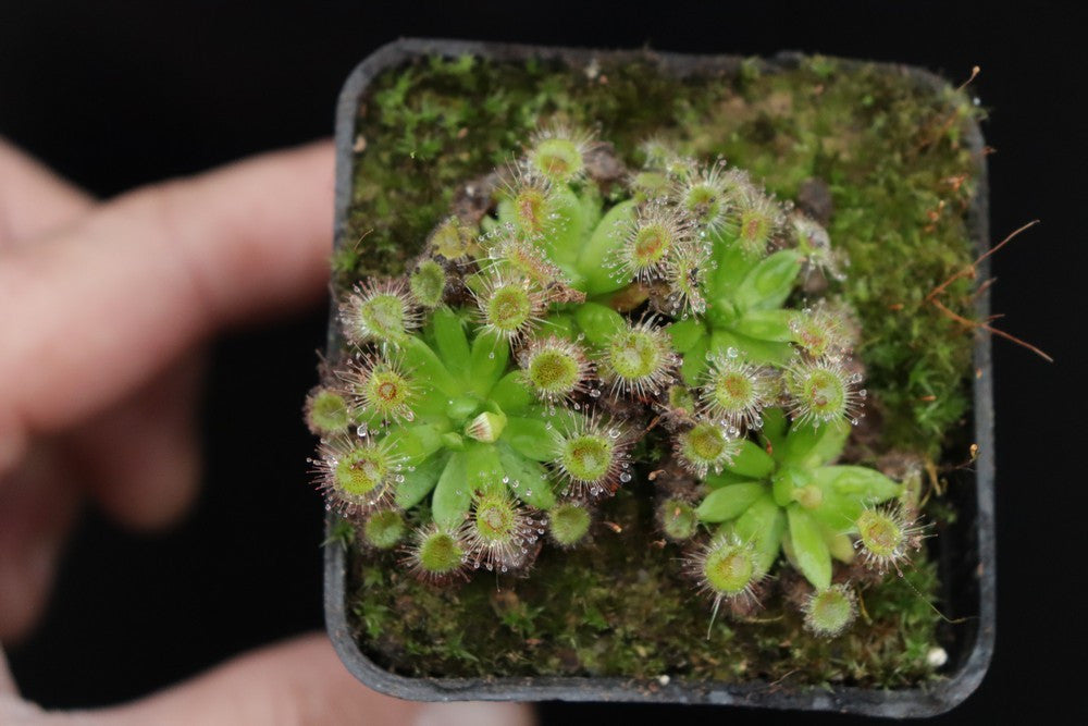 Drosera pulchella , purple flower