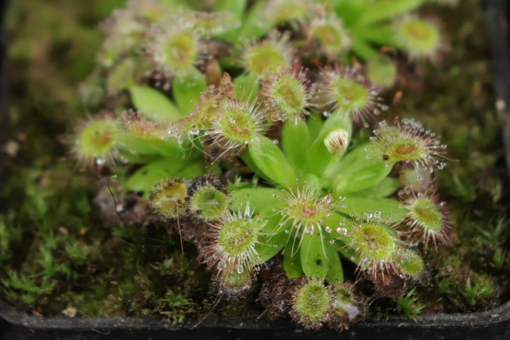 Drosera pulchella , purple flower